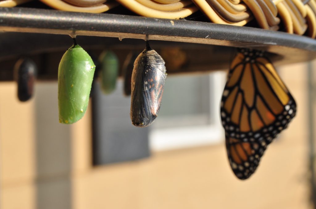 the metamorphosis of caterpillars to butterflies